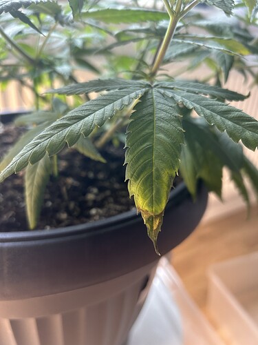 Growreport Bild 30
