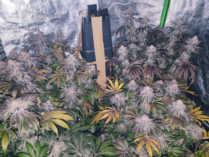 Growreport Bild 62