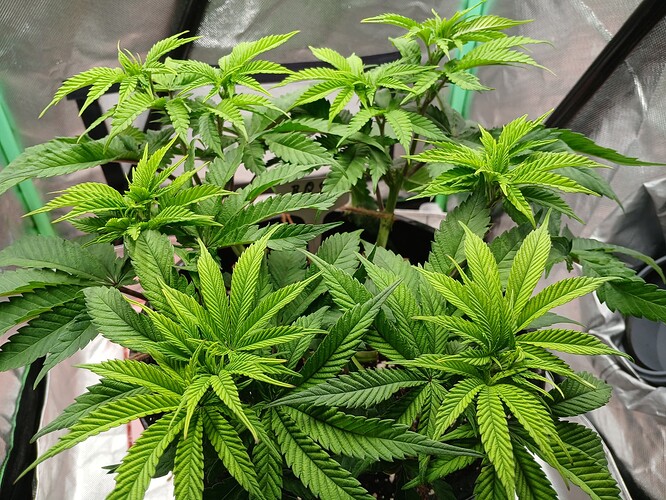 Growreport Bild 7