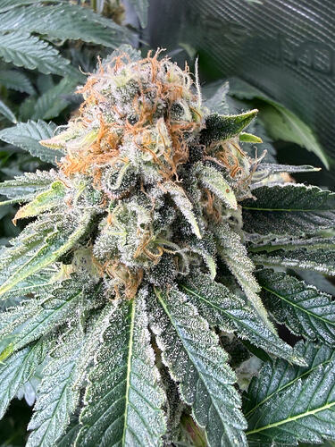 Growreport Bild 12