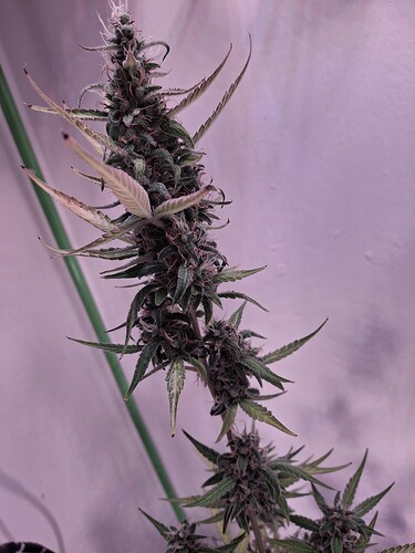 Growreport Bild 234