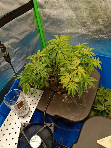 Growreport Bild 3
