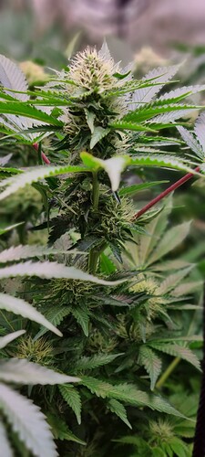 Growreport Bild 1