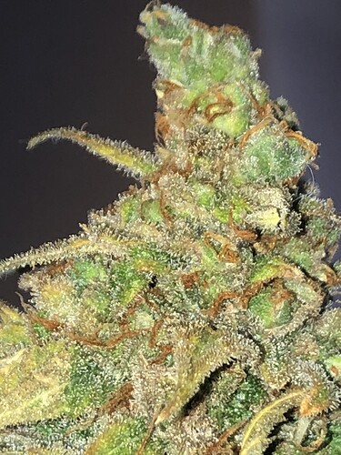Growreport Bild 17