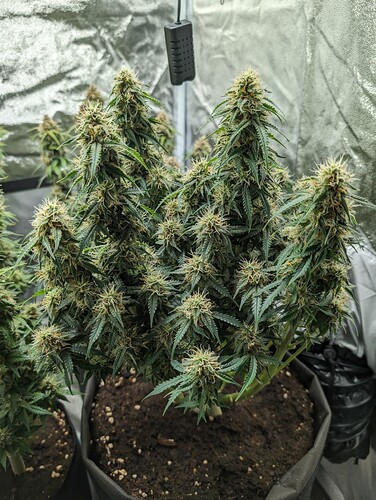 Growreport Bild 13