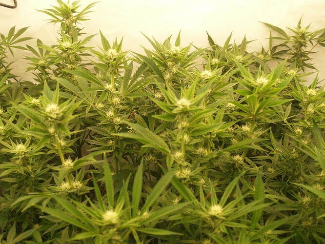 Growreport Bild 10