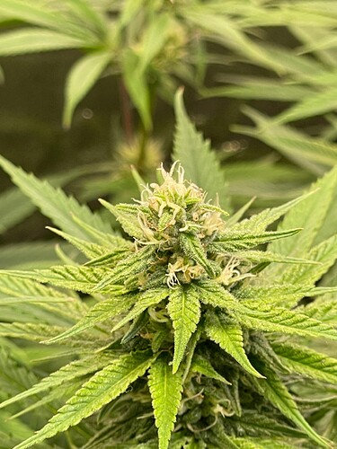 Growreport Bild 25