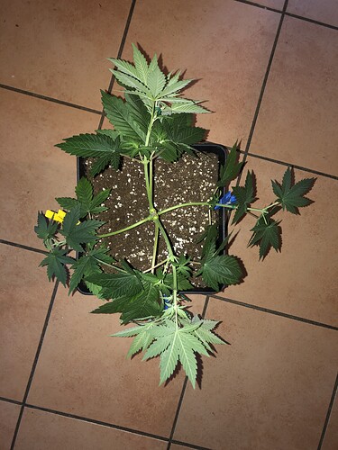 Growreport Bild 5