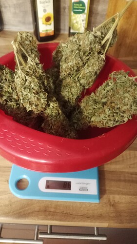 Growreport Bild 36
