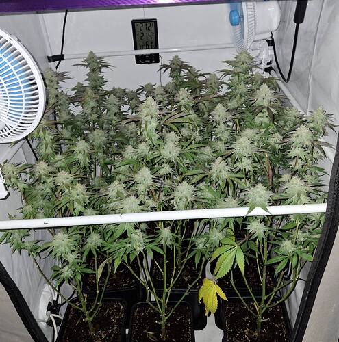 Growreport Bild 15