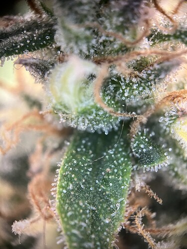 Growreport Bild 5