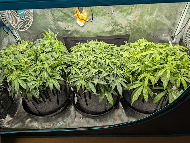Growreport Bild 2