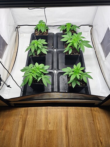 Growreport Bild 4