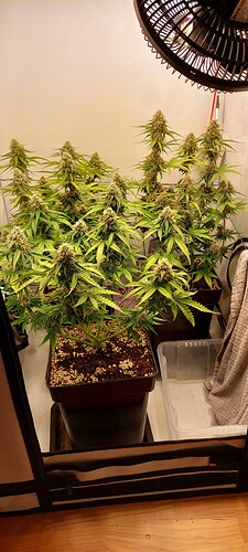 Growreport Bild 6