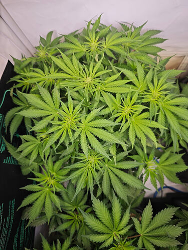 Growreport Bild 40