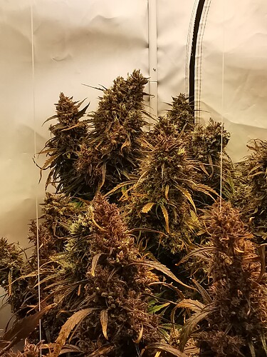 Growreport Bild 2