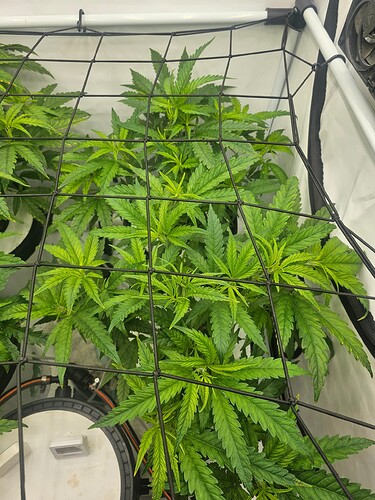 Growreport Bild 25