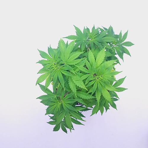 Growreport Bild 17