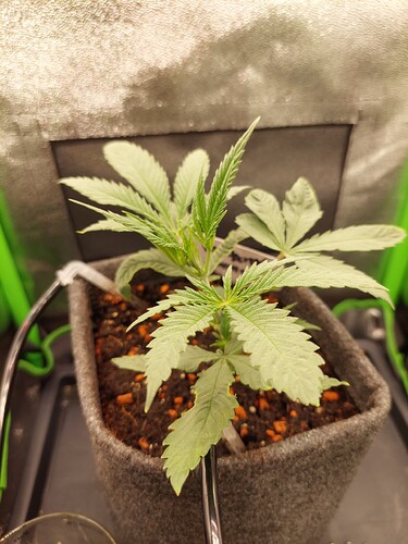 Growreport Bild 2