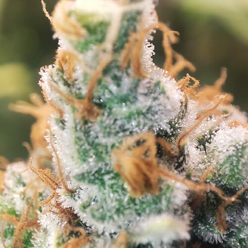 Growreport Bild 75