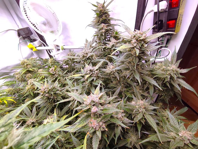 Growreport Bild 76