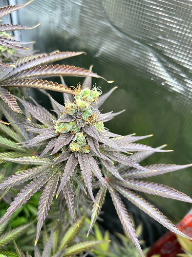 Nahaufnahme eines reifen Cannabis-Buds mit tiefvioletten Blättern kurz vor der Ernte.