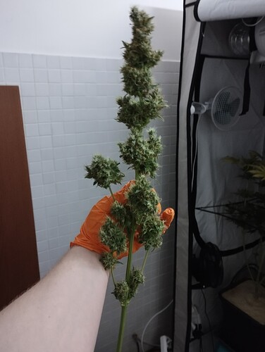 Growreport Bild 31