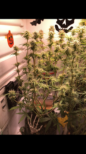 Growreport Bild 3