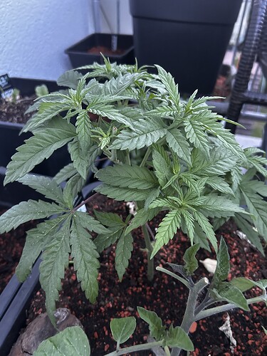 Growreport Bild 7