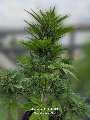 Mandarine XL Auto (Ganja Farmer)