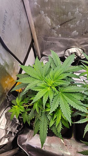 Growreport Bild 3