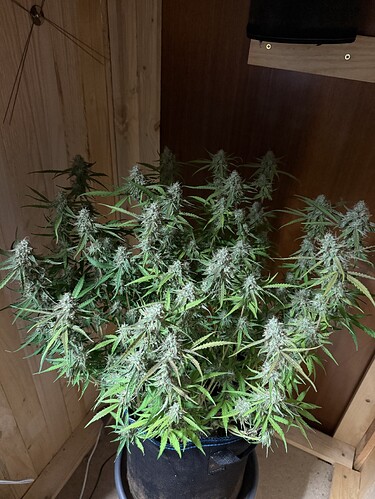 Growreport Bild 53
