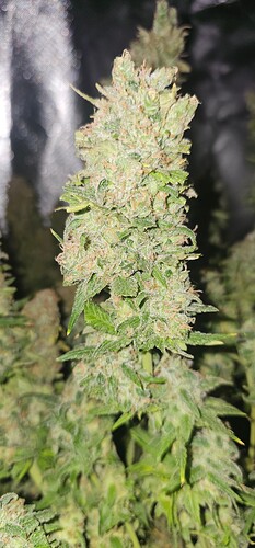 Growreport Bild 19