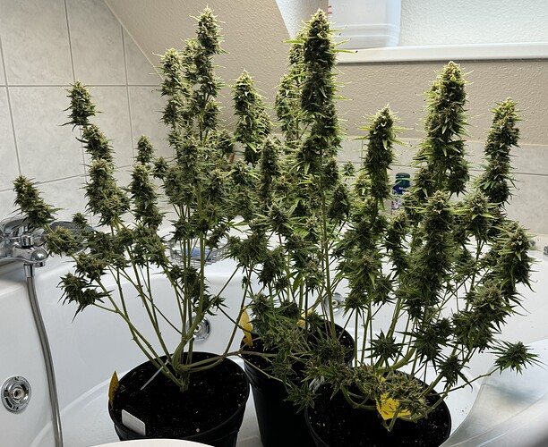 Growreport Bild 3