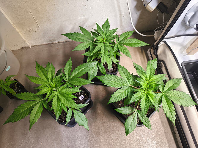 Growreport Bild 2