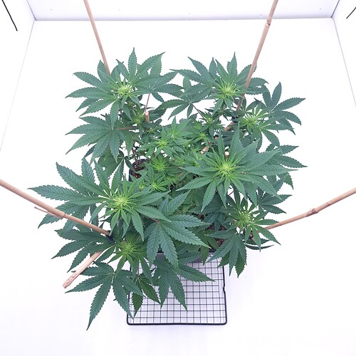 Growreport Bild 3