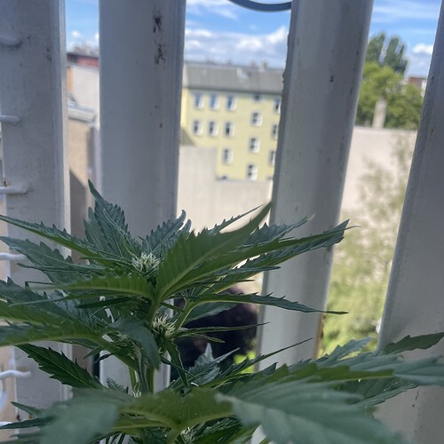 Growreport Bild 17
