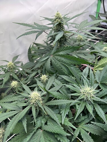 Growreport Bild 5