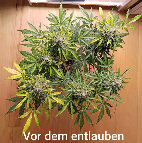Growreport Bild 24