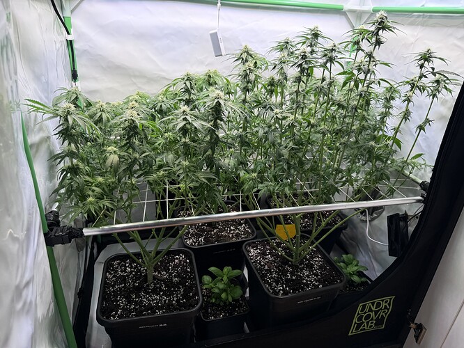 Growreport Bild 30
