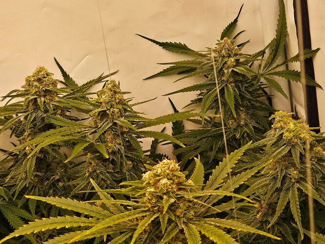 Growreport Bild 50