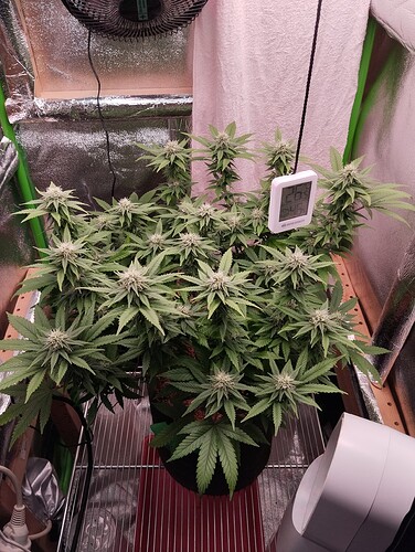 Growreport Bild 1
