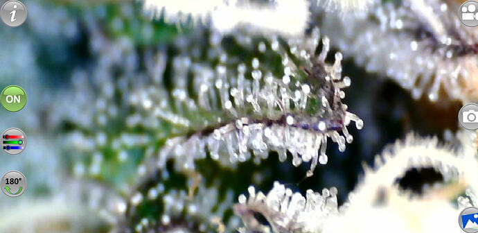 Growreport Bild 38
