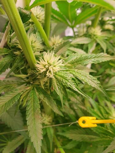 Growreport Bild 9
