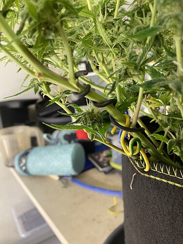 Growreport Bild 81