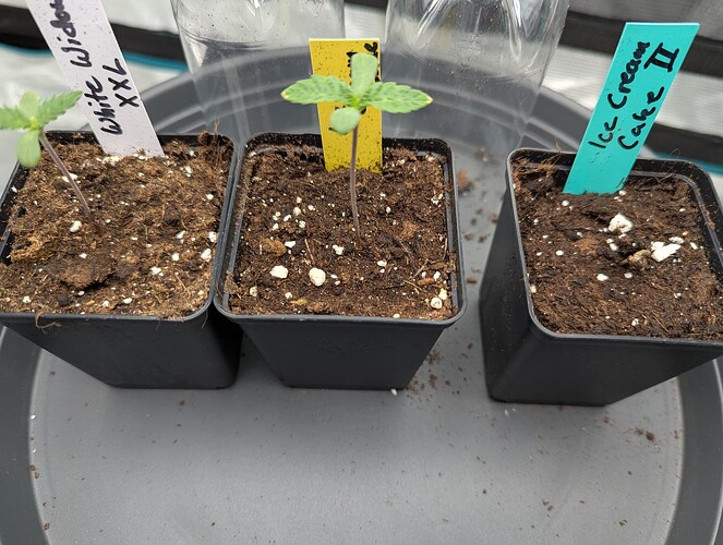 PXL_20250511_090027088