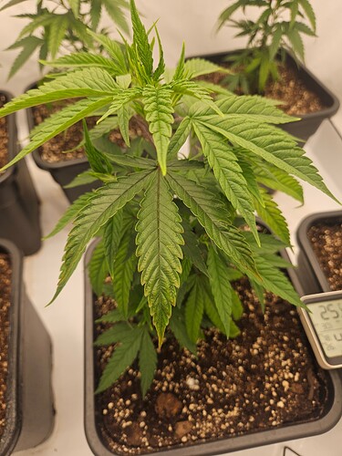 Growreport Bild 10