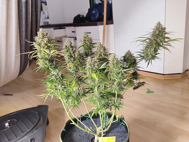 Growreport Bild 4