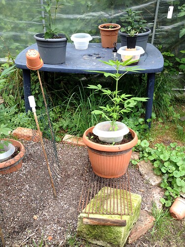 Growreport Bild 16