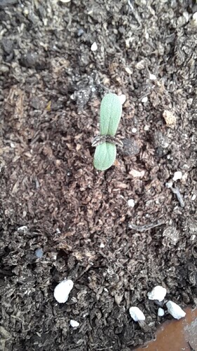 Growreport Bild 3